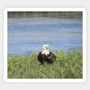 Bald Eagle, Wildlife Gifts, Wild Birds Sticker